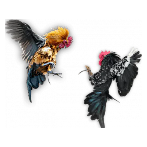 Khalti88 Cockfighting